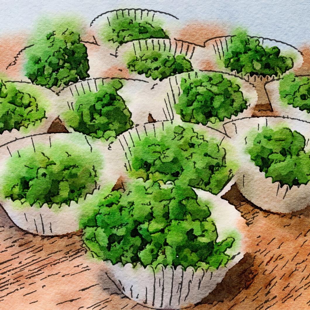 Bogey Ball Recipe cakes Bogey Ball Recipe cakes